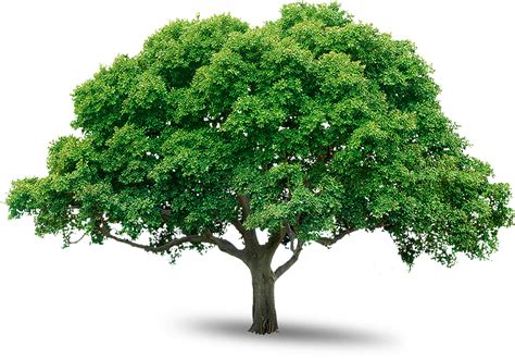 png tree|Tree png images, pictures, download free .